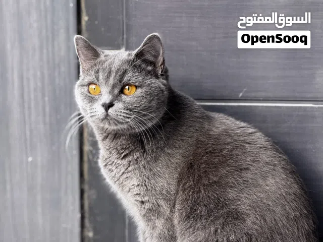 قطة British Shorthair للبيع -9 شهور