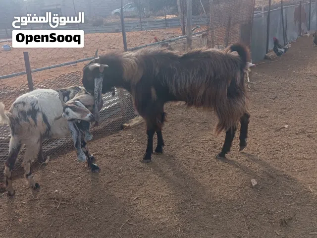 فحل للبيع السن سداس