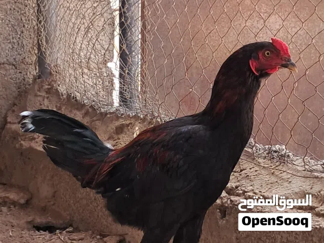 استمراريه بيع دجاج باكستاني