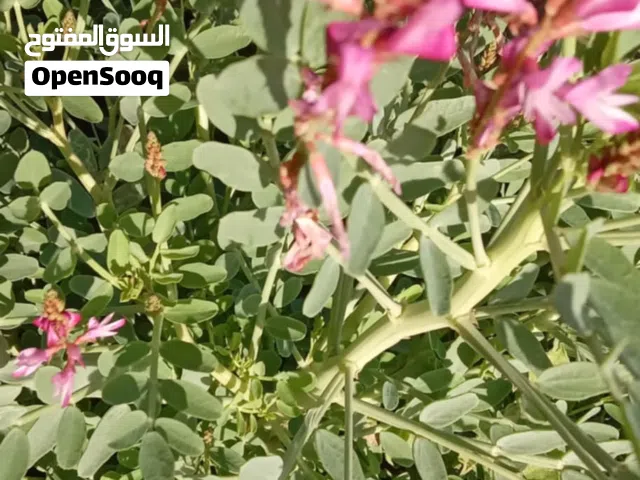 Residential Land for Sale in Sfax Other