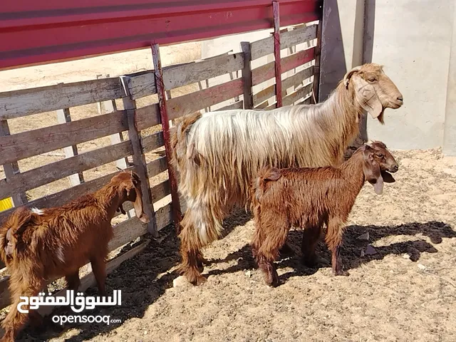 عنز تومية تحتها زوز اعنايق مكانها صبراتة يوجد توصيل حسب المكان سنها أول جمع الفر موضح في الصور سعر ا