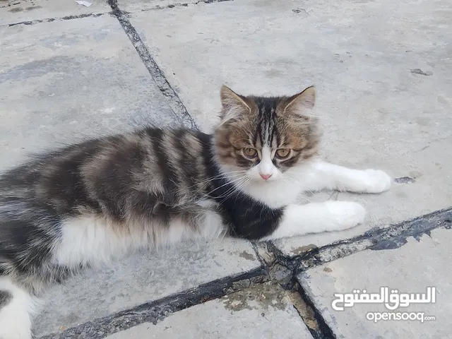 قطط عدد ثنين فحل وأنثى معا ملحقات لعبهن كلش حلو