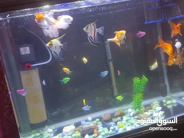 حوض سمك جديد قياس 80 س جديد