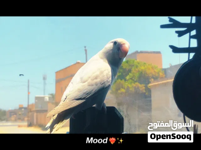 روز مروض فل ترويض ياكل بروحه لون بلد اوبلاين مكان مصراتة