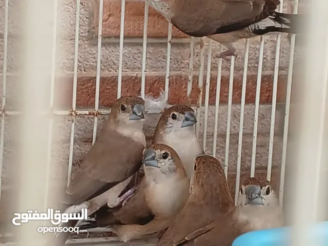سنونو للبيع