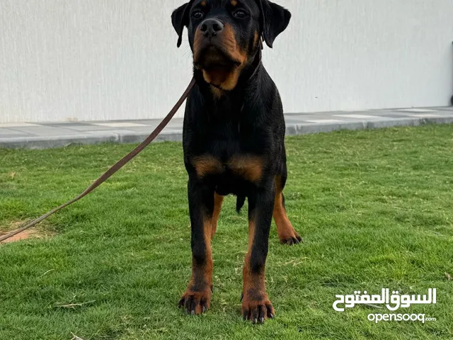 Top quality Rottweiler available