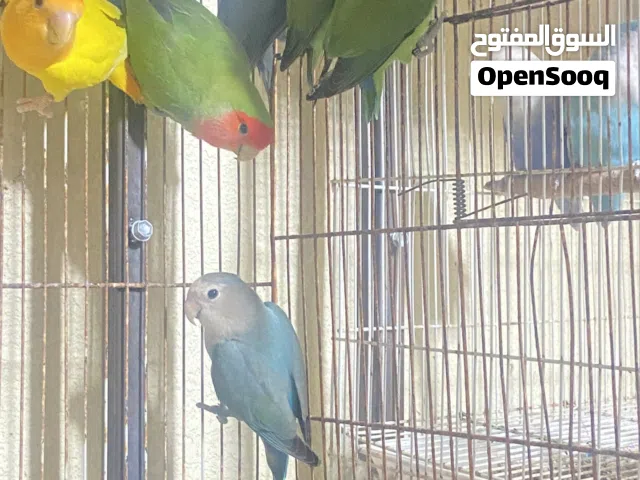 ذكور مستويات وأحجام