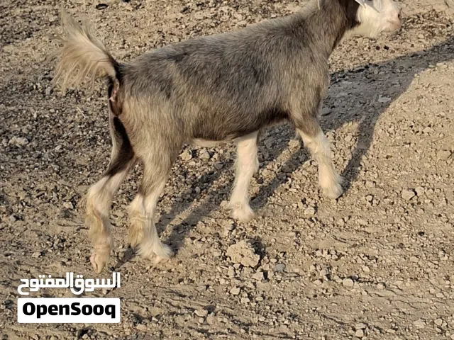 شاه ضخمه عشار من حلال الرحوب