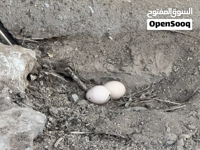 بيض طاووس هندي