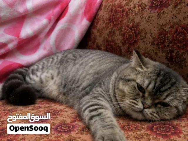 قط شيرازي مكس ذكر عمره سنتين