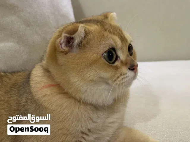 للبيع سكوتش قولدن شيدد العمر 6 شهور معاها كل تطعيمات ومعاها جواز وكل تطعيمات ماخذتها