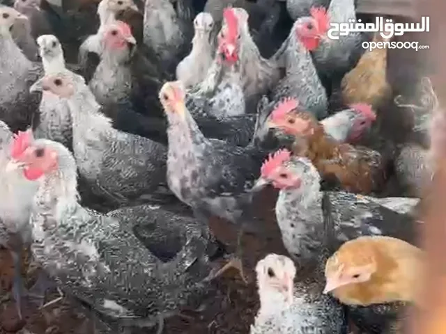 صيصان دجاج صواص