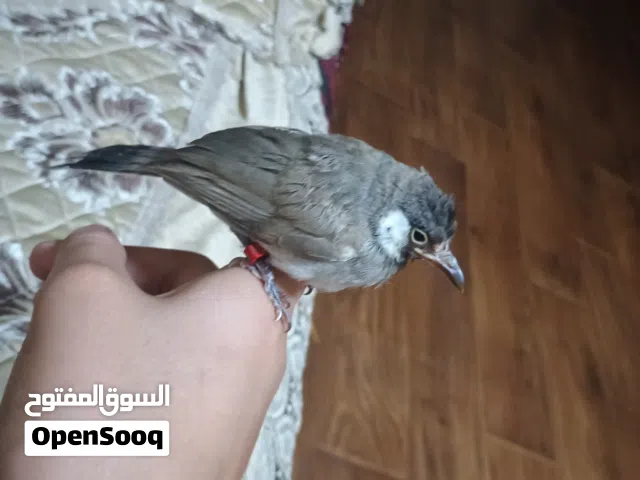 بلبل عمر شهرين محجله والله كلش حلو طك جناح وتغريد