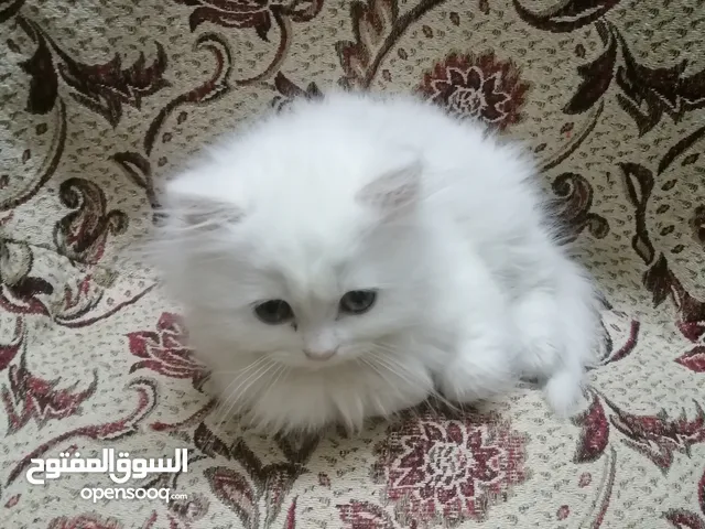 قط شيرازي بيور