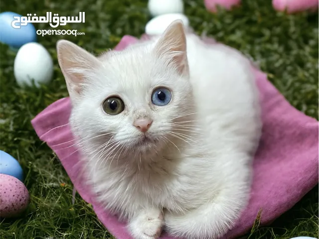 قطة بيضاء عيون ملونه