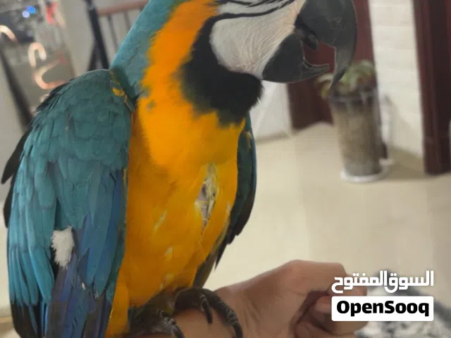 ببغا مكاو ازرق و اصفر انثه