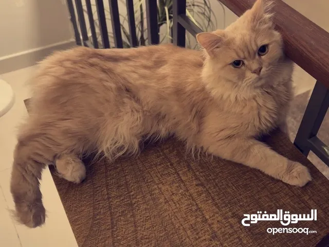 بسة (ذكر)..