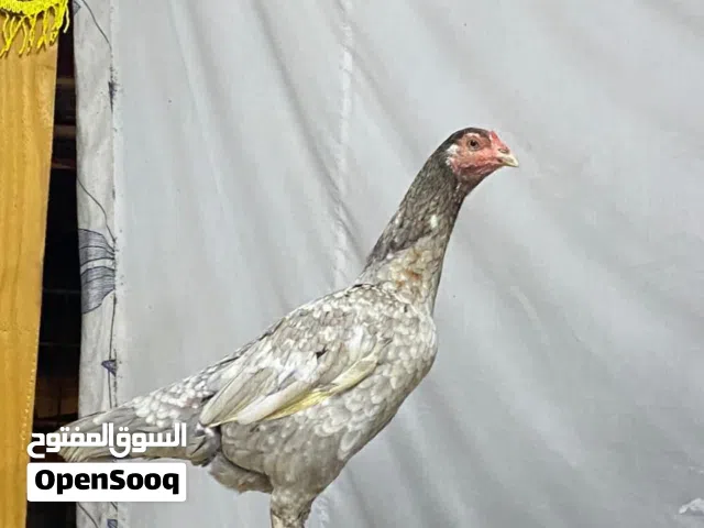 دجاج لون سليتا نسل ميوالي على بنجابي دجاجه نسل طيب وجاهزه