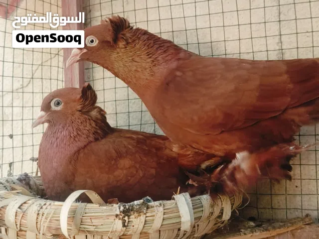 حمام رواعب