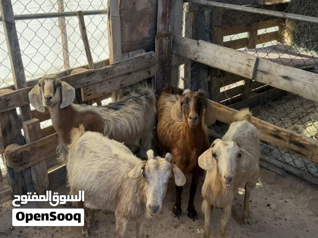 اغنام للبيع