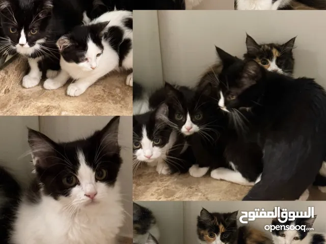 Mixed British & Persian Kittens