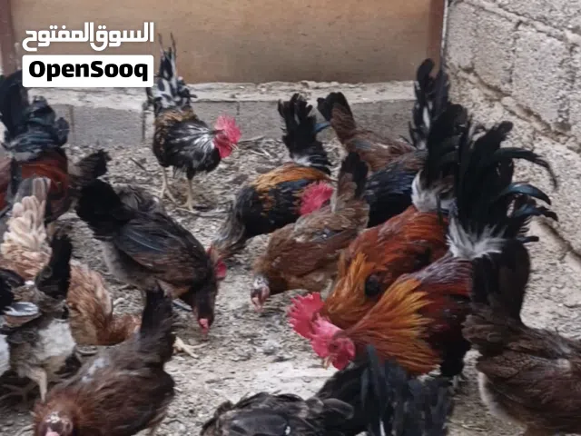دجاج عرب كويتي اخط الول