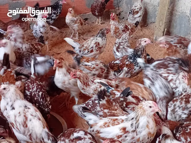 السلام عليكم  لعدم المصداقية في الشراء فرريج زهري صافي  جملة 10 العمر 3شهور ونص العداد تقريبا 100 تا