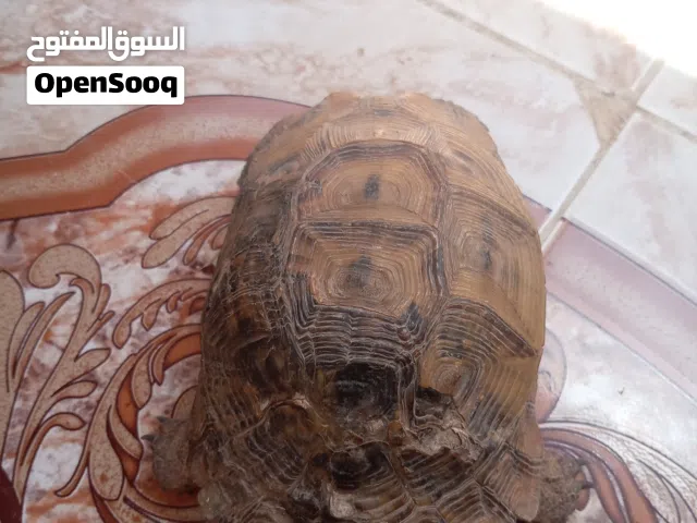 سلحفاه للبيع
