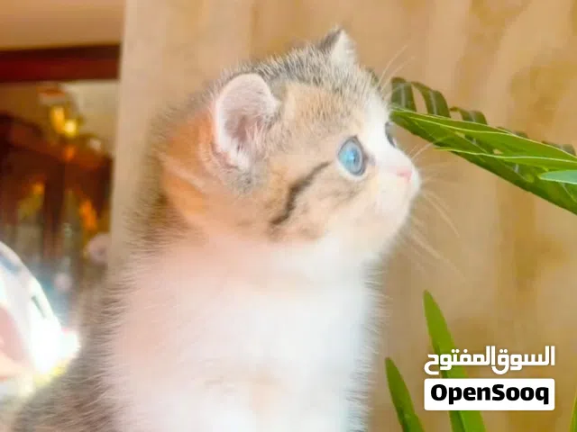 Scottish male registered and imported father from Russia