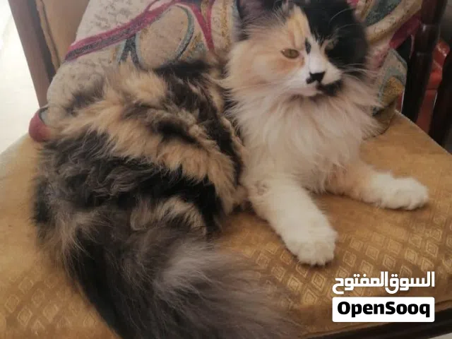قطه شيرازيه