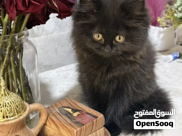 قطه للبيع عمر شعرين