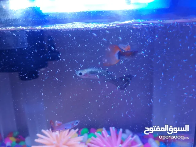 حوض سمك مع سمك جوبى