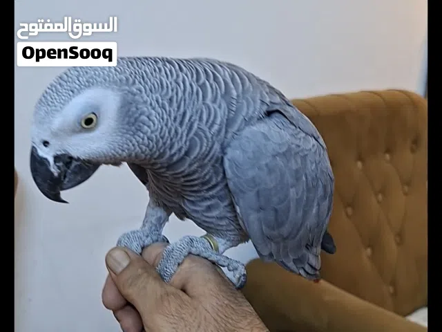 ببغاء كاسكو متكلم