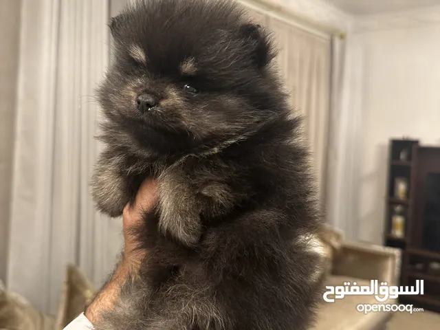 بومرييين كلاب