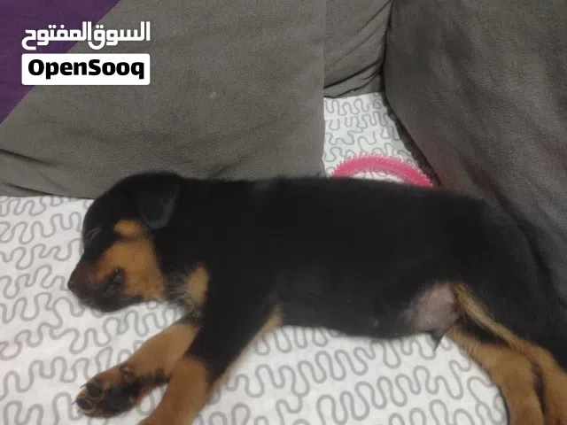 روت ويلر للبيع rottweiler
