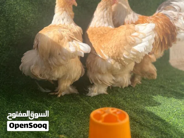 كوبيا براهما عملاق ليموني طوق ابيض درجة اولي