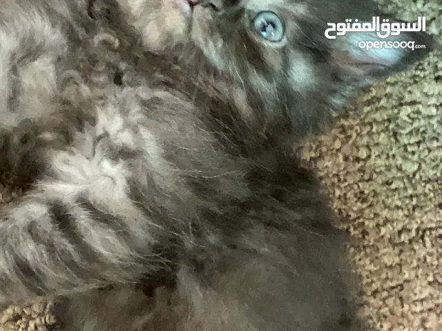 قطط اناث وذكور شانشيلا للبيع بسعر مغري جدًا في اربد