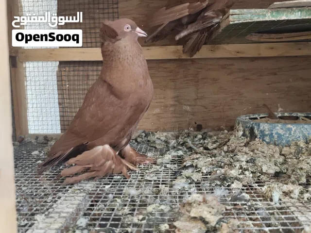 متاح ثلاث زواج رواعب اثنين مخاليف وزوج كبار
