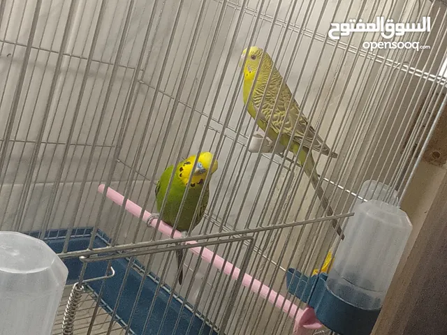 جوز حب نخب حبات طويله شغال
