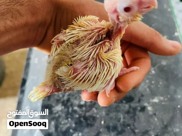 كوكتيل ترويض للبيع
