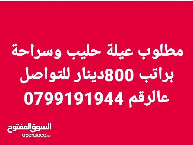 مطلوب عيلة حليب وسراحة في عمان