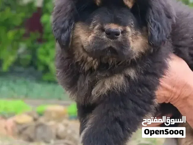 للبيع تيبتيان ماستف