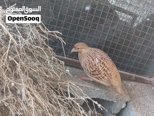 صفرد  باكستاني