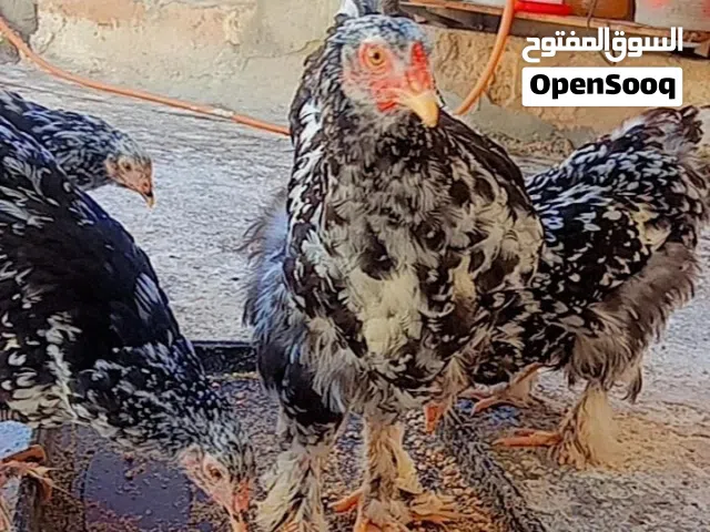 دجاج ريشة ب ريشة