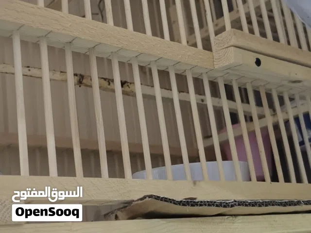سلام عليكم بلبل البيع صيد عبور الشط مقابيل المطوعه طير بعده خام سامع شي قليل منه