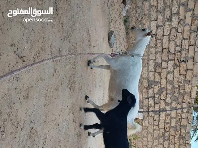عنز كردية تحتها عناق عمرها شهر ونص
