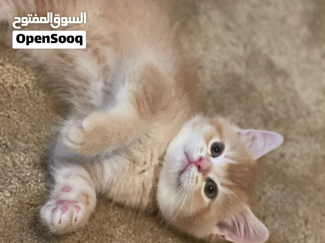 ذكر برتش شورت هير مكس رادغول