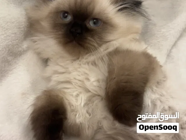 للبيع قط ذكر هيمالايا مطعم ومع جميع اغراضه ودفتر تطعيماته