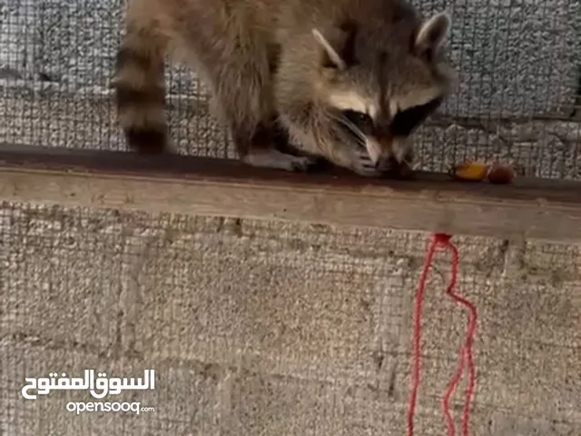 Male Raccoon