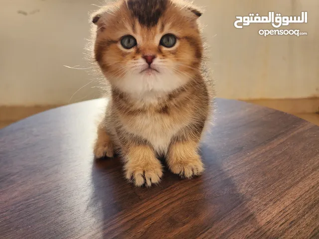 سكوتش فولد ny25 مستوى عالي جدا scottish fold